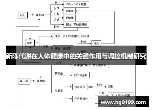 新陈代谢在人体健康中的关键作用与调控机制研究