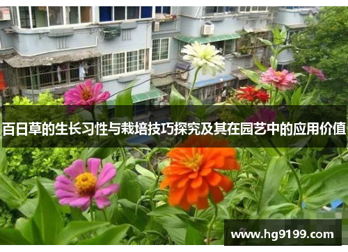 百日草的生长习性与栽培技巧探究及其在园艺中的应用价值